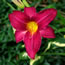 Hemerocallis Chicago Royal Robe